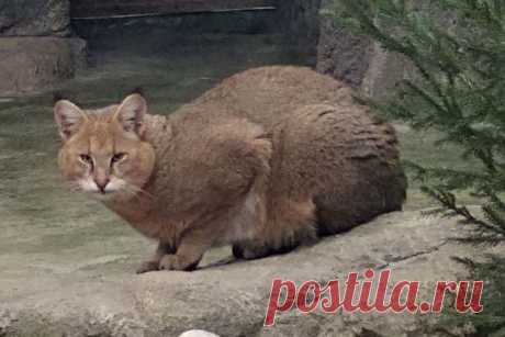 Как в минском зоопарке появился краснокнижный камышовый кот из Новосибирска — Российская газета