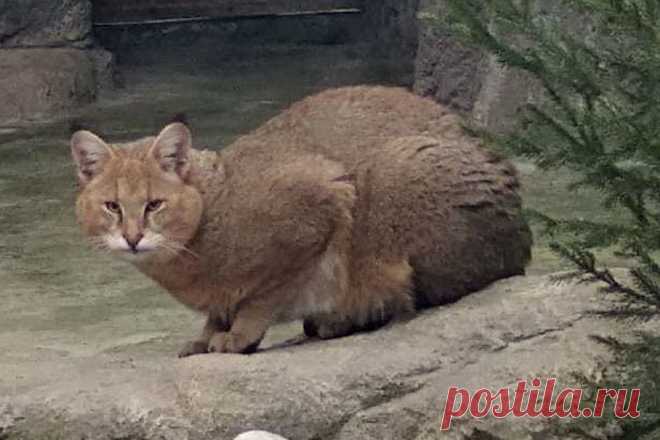 Как в минском зоопарке появился краснокнижный камышовый кот из Новосибирска — Российская газета