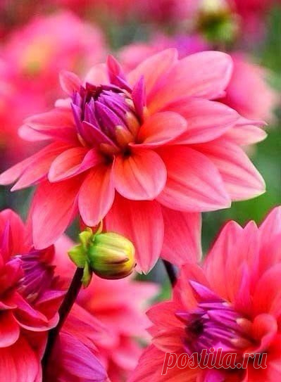 Я люблю ✿ ЦВЕТЫ ✿ | I ♥ Flowers