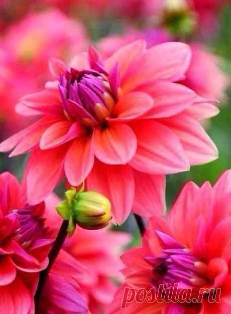 Я люблю ✿ ЦВЕТЫ ✿ | I ♥ Flowers