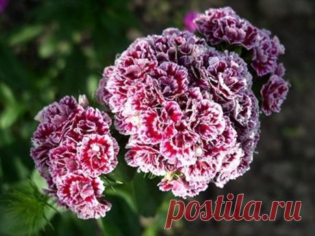 Турецкая гвоздика: 9 особенностей выращивания | Журнал "JK" Джей Кей Гвоздику турецкую называют еще бородатой (Dianthus barbatus L) за то, что у каждого цветка имеются прицветные листочки, реснитчатые по краю. Цветки, простые или махровые, собраны в пышные щитковидные соцветия, часто с приятным ароматом. А какие разнообразные расцветки у этой гвоздики! Однотонные — от белой до темно-бордовой, с глазком, с каемочкой, с причудливыми, словно в калейдоскопе, рисунками…