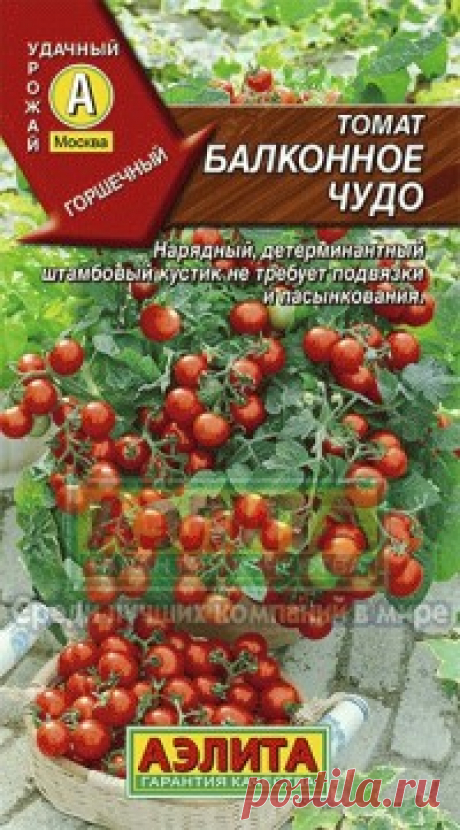 Семена. Томат раннеспелый "Балконное чудо" (вес: 0,1 г) Всхожесть: 89%.
Нарядный миниатюрный сорт для выращивания в небольших контейнерах и в открытом грунте. Скороспелый, обильно плодоносит не позднее, чем через 100 дней от всходов. Подвязки и пасынкования не требуется. Детерминантный штамбовый кустик высотой 30-40 см отличается высокой...