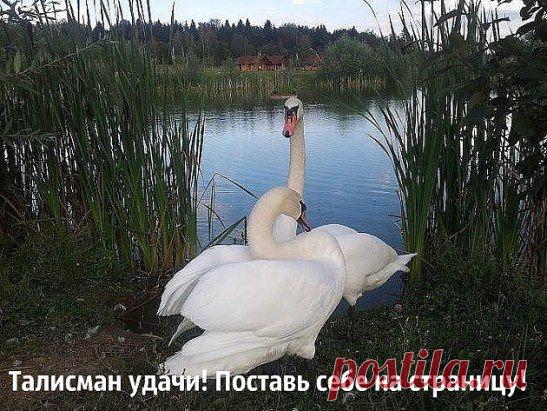 Одноклассники