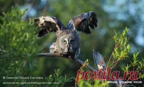 Фотоконкурс «Дикая природа России - 2014» | Страница 8