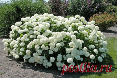 Гортензия — украшение нашего сада Гортензия представляет собой прекрасный цветущий куст с порой огромными белоснежными шарами соцветиями. Можно представить себе эту слепящую красоту и сравнить гортензию в период цветения с красотой и невинностю невесты.

Для выращивания и ухода за гортензией не нужны особые знания , так как кустар