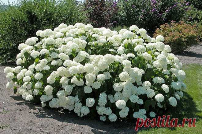 Гортензия — украшение нашего сада Гортензия представляет собой прекрасный цветущий куст с порой огромными белоснежными шарами соцветиями. Можно представить себе эту слепящую красоту и сравнить гортензию в период цветения с красотой и невинностю невесты.

Для выращивания и ухода за гортензией не нужны особые знания , так как кустар
