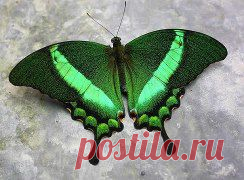 Одноклассники