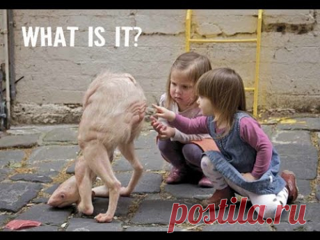 ✔ 75 Most Weird, Scary and Rarest Animals in the World Real Pictures (Rare Compilation)