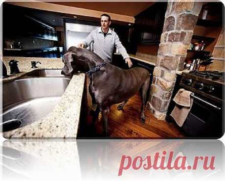 Самая крупная собака скончалась в США