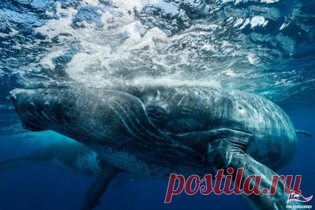 (20+) The Explorers | Facebook
