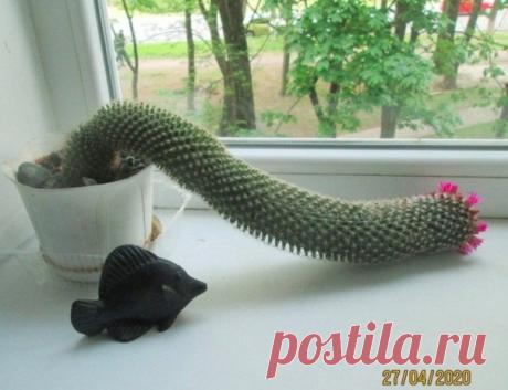 У меня каксус зацвел... и решил сбежать...