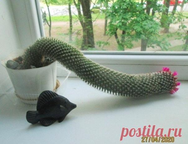 У меня каксус зацвел... и решил сбежать...