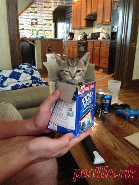 Они такие забавные / Питомцы