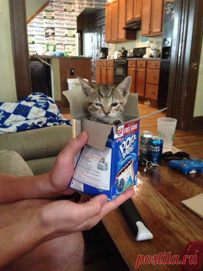 Они такие забавные / Питомцы