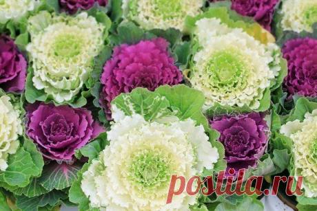Декоративная капуста. Выращивание из семян