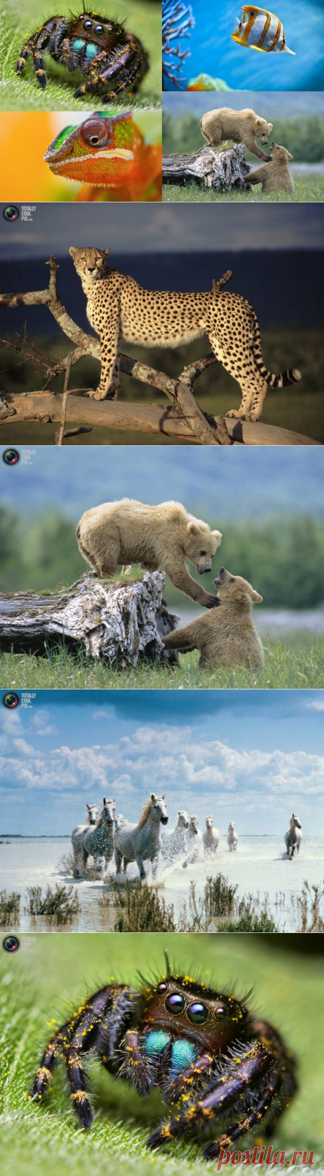 » Впечатляющие фотографии животных Это интересно!