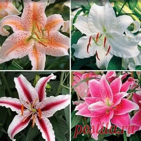 Сорта Лилий с Фото и Названиями сорта | Мои Идеи Для Дачи и Сада