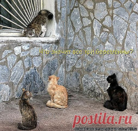 ВОТ СУЧКИ КРАШЕНЫЕ!..БЕРЕМЕННЫЕ ОНИ СТАЛИ...ВЧЕРА ЕЩЁ НЕБЫЛИ?!