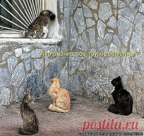 ВОТ СУЧКИ КРАШЕНЫЕ!..БЕРЕМЕННЫЕ ОНИ СТАЛИ...ВЧЕРА ЕЩЁ НЕБЫЛИ?!