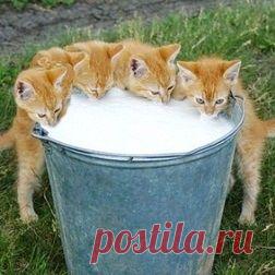 Котята, Молоко and Смешные котята on Pinterest