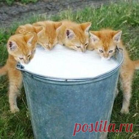 Котята, Молоко and Смешные котята on Pinterest