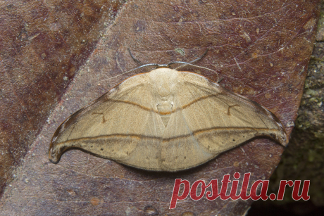 _Z2A0879 Nordstromia duplicata hook-tip moth. Drepanidae