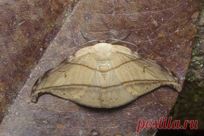 _Z2A0879 Nordstromia duplicata hook-tip moth. Drepanidae