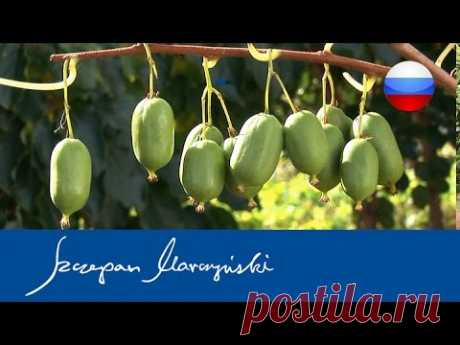 Actinidia - Aктинидия - виды, сорта, использование - чaсть 2