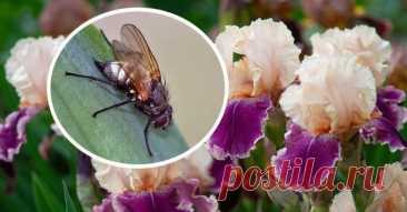 Что нужно сделать, чтобы избавиться от ирисовой мухи и спасти цветы