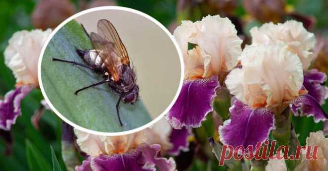 Что нужно сделать, чтобы избавиться от ирисовой мухи и спасти цветы