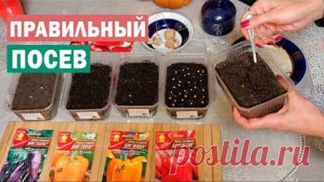 Сезон 2020! Лучший посев перца! Проверенный способ!