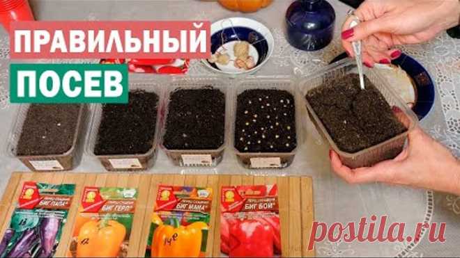 Сезон 2020! Лучший посев перца! Проверенный способ!
