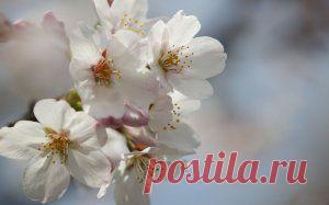 Яблоневый цвет - Скачать обои на рабочий стол в один клик!