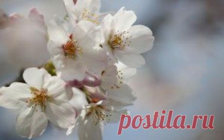 Яблоневый цвет - Скачать обои на рабочий стол в один клик!