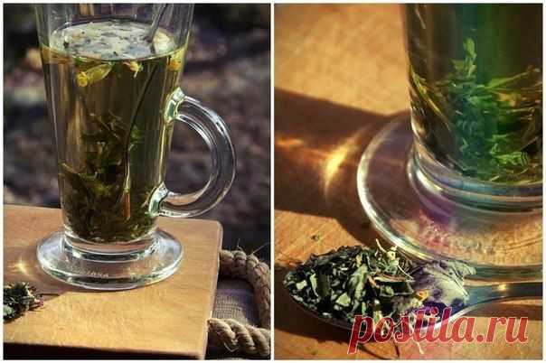 МАСТОПАТИЯ БОИТСЯ ВАЛЕРИАНЫ И ЗВЕРОБОЯ / Популярная медицина