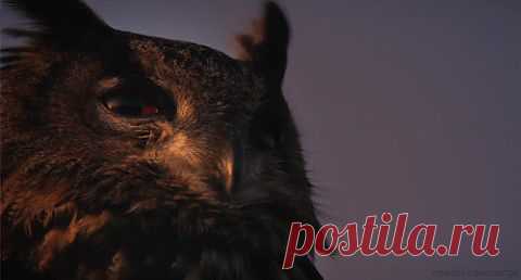 Анимированная дикая природа - "НАШ ГОРОДОК" - nkl53@mail.ru - Почта Mail.Ru