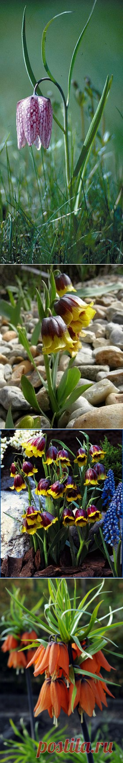 Рябчик, или Фритилярия, Fritillaria, описание, уход