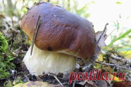 От белых до маслят. Какие грибы считаются самыми вкусными 
Даже дети легко обучаются отличать эти замечательные грибы от всех остальных.

Рассказывает профессиональный миколог и опытный грибник Михаил Вишневский.
Белый гриб (обыкновенный, берёзовый, сосновый…