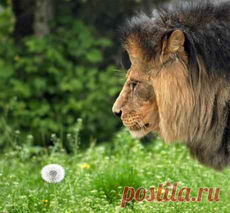 Фото Без названия. Альбом ЦАРЬ ЗВЕРЕЙ - 50 фото. Фотографии ⊰✿⊱ ОЛЬГА ⊰✿⊱.