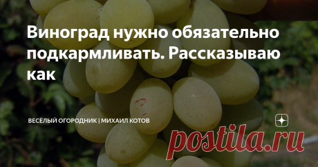 Виноград нужно обязательно подкармливать. Рассказываю как