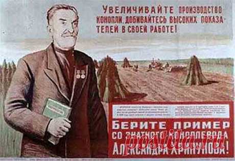 Множество неизвестных фактов о конопле и почему Сталин считал коноплю равной пшенице и подсолнечнику