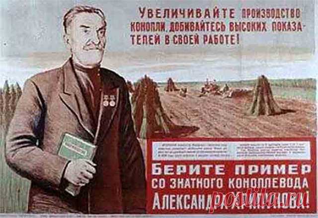 Множество неизвестных фактов о конопле и почему Сталин считал коноплю равной пшенице и подсолнечнику