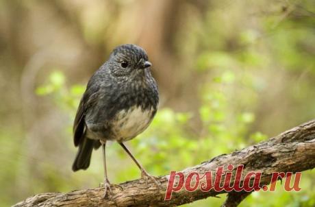 Возможен ли тест на IQ для животных? | Все умницы