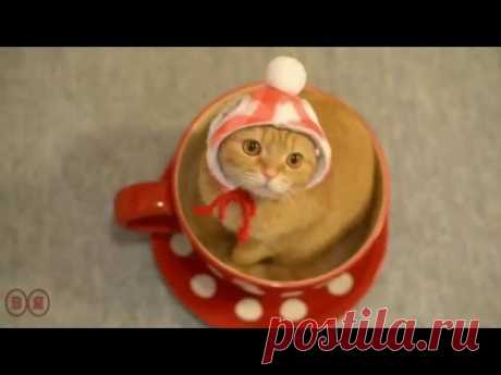 Мурка кошечка кошурка