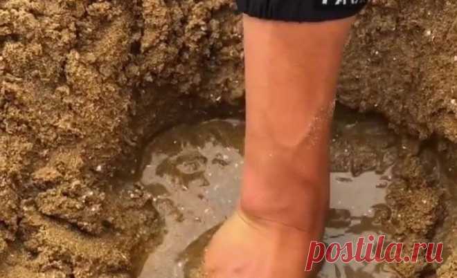 Море столь удивительных животных