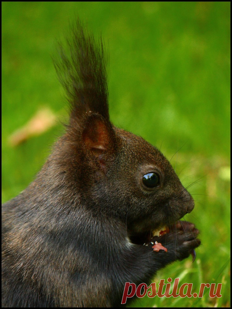 Squirrel First squirrel photo with my DSLR.  Explore #120 (highest), Jun 21, 2009