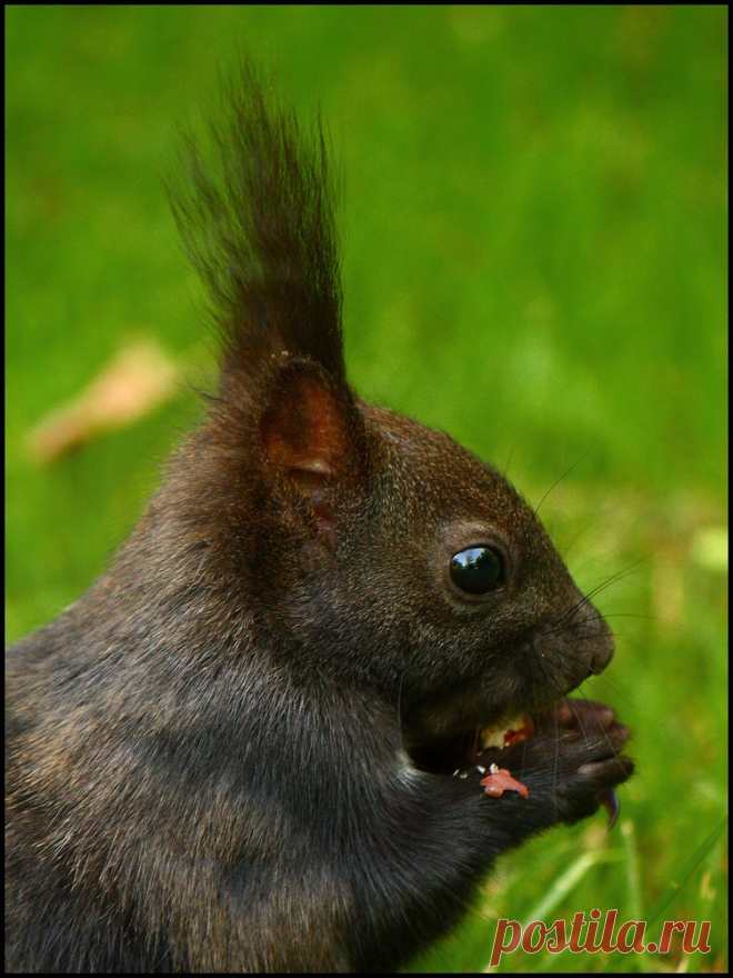 Squirrel First squirrel photo with my DSLR.  Explore #120 (highest), Jun 21, 2009