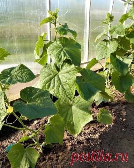 💥НАЧИНАЕМ ГОТОВИТЬ ТЕПЛИЦЫ К НОВОМУ СЕЗОНУ — ЭТИ МЕРОПРИЯТИЯ НЕЛЬЗЯ ПРОПУСТИТЬ💥