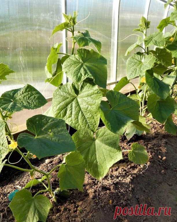 💥НАЧИНАЕМ ГОТОВИТЬ ТЕПЛИЦЫ К НОВОМУ СЕЗОНУ — ЭТИ МЕРОПРИЯТИЯ НЕЛЬЗЯ ПРОПУСТИТЬ💥