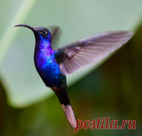 pajaros de bellos colores - Buscar con Google